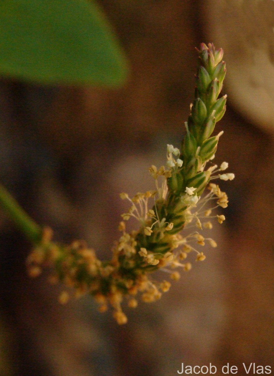 Plantago asiatica L.